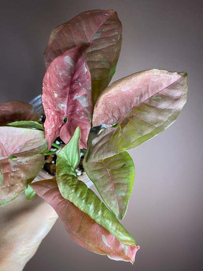 Syngonium Pink Candy (rarity)