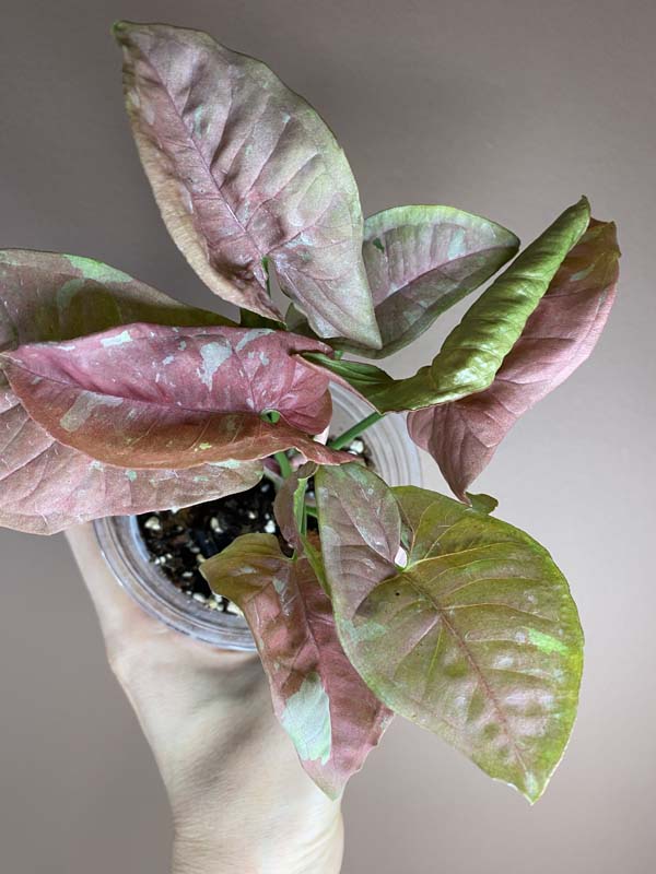 Syngonium Pink Candy (rarity)