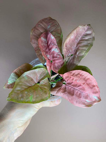 Syngonium Pink Candy (rarity)