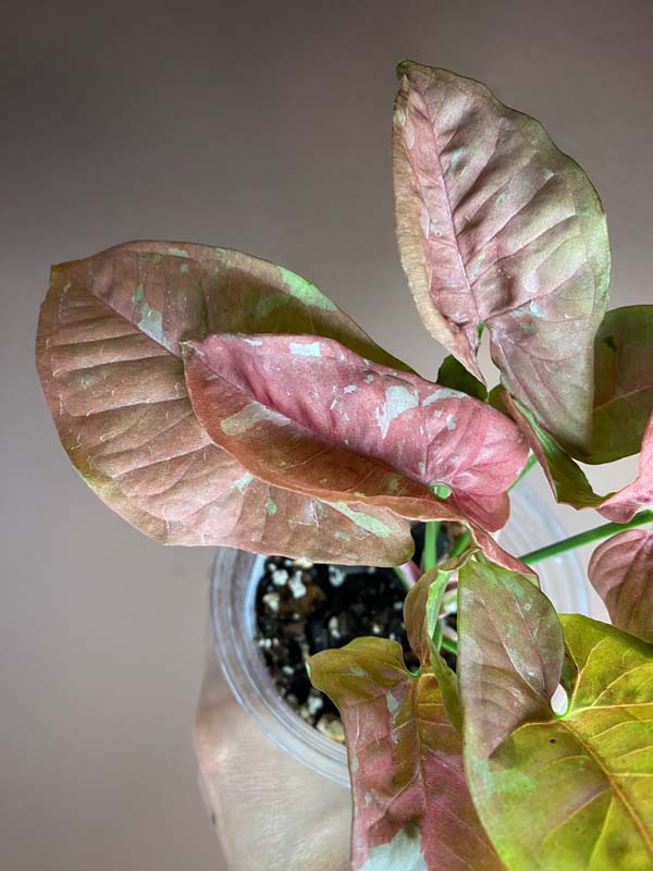 Syngonium Pink Candy (rarity)