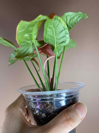 Syngonium Pink Candy (rarity)