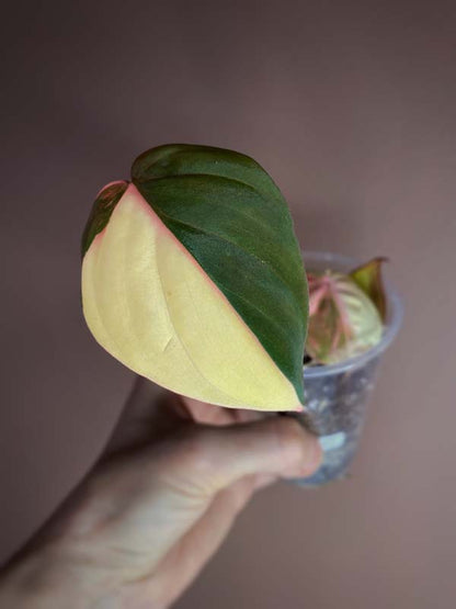 Philodendron Micans Variegated