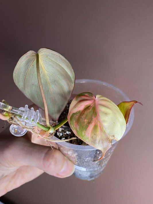 Philodendron Micans Variegated