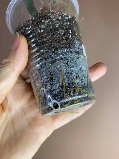 Philodendron Micans Variegated