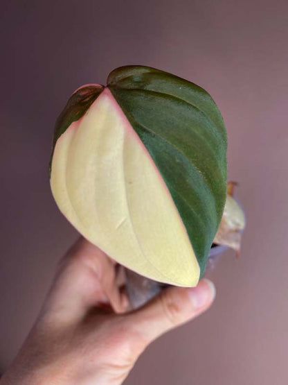 Philodendron Micans Variegated