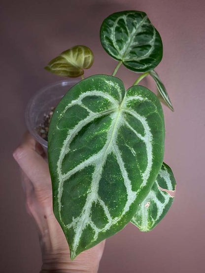 Anthurium Dorayaki Silver Blush Small