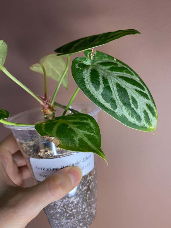 Anthurium Dorayaki Silver Blush Small