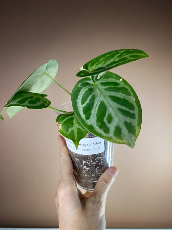 Anthurium Dorayaki Silver Blush Small