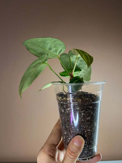 Anthurium Dorayaki Silver Blush Small