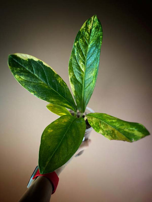 Anthurium Jenmanii Variegated