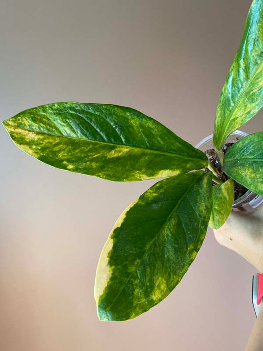 Anthurium Jenmanii Variegated