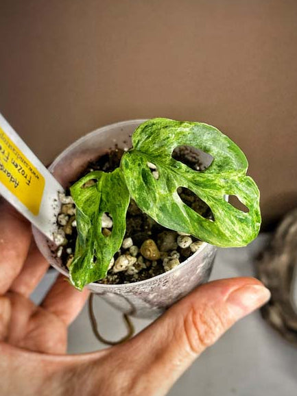 Monstera Adansonii Frozen Freckles