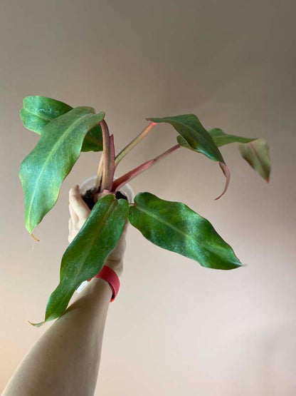 Philodendron Orange Marmalade