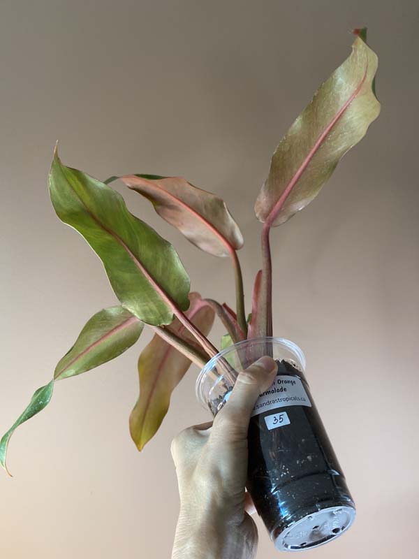 Philodendron Orange Marmalade