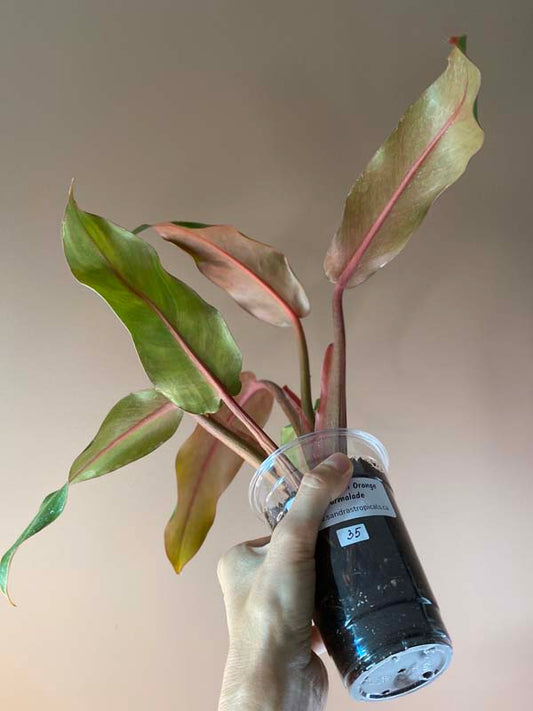 Philodendron Orange Marmalade