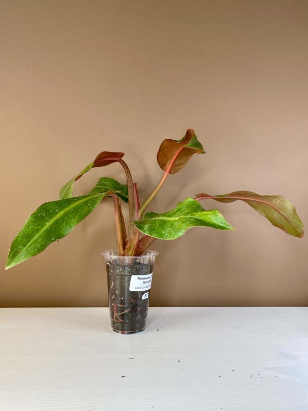 Philodendron Orange Marmalade