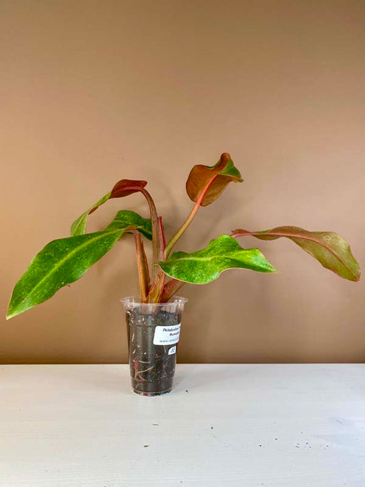 Philodendron Orange Marmalade