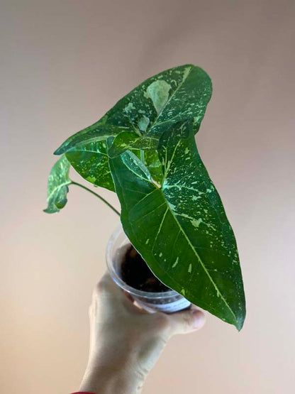 Syngonium Panda Galaxy