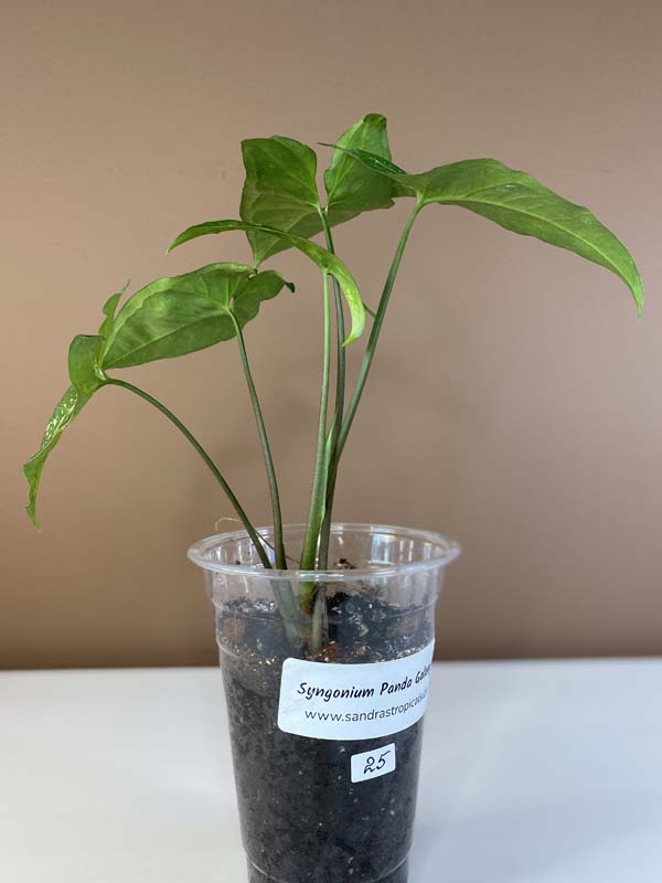Syngonium Panda Galaxy