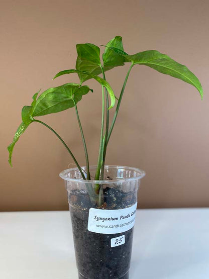 Syngonium Panda Galaxy