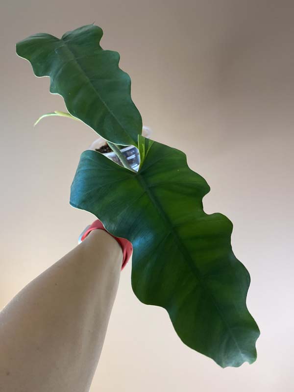 Philodendron Mayoi X Jose Buono