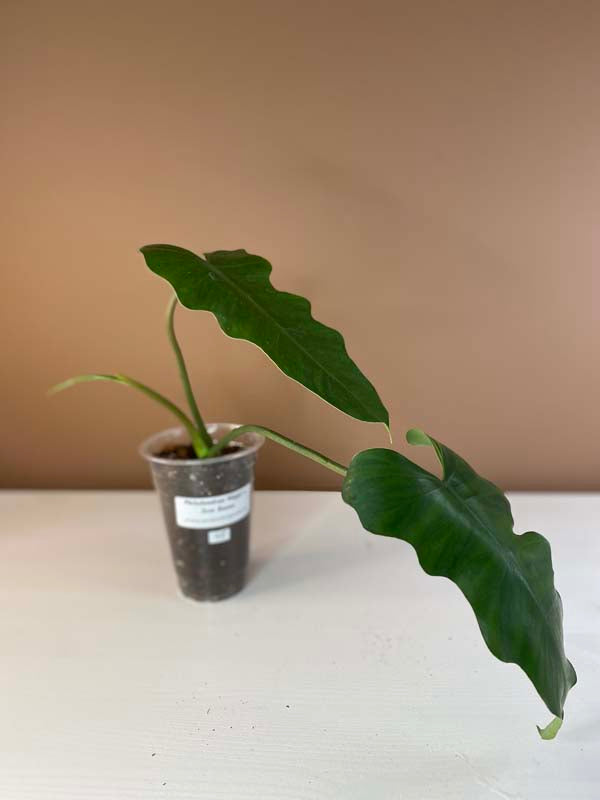 Philodendron Mayoi X Jose Buono