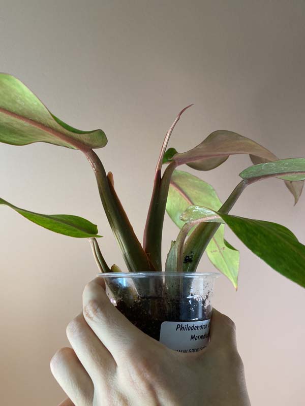 Philodendron Orange Marmalade