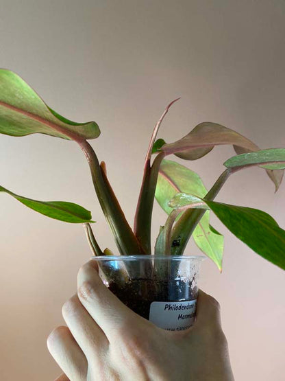 Philodendron Orange Marmalade