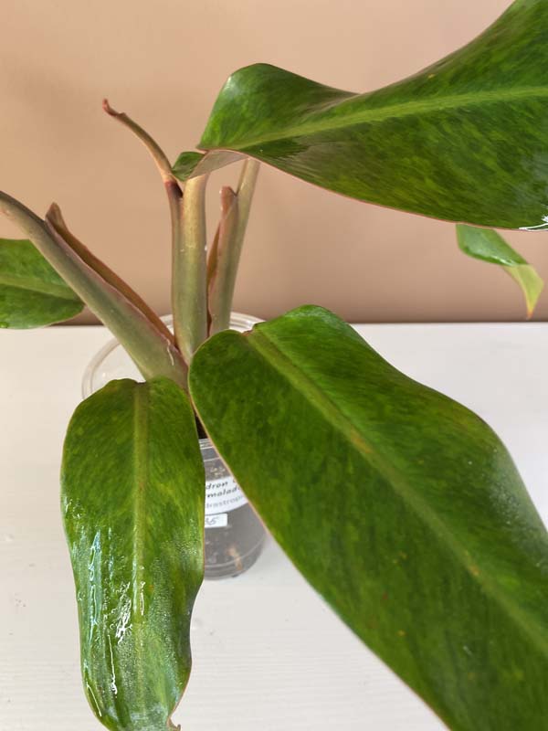 Philodendron Orange Marmalade