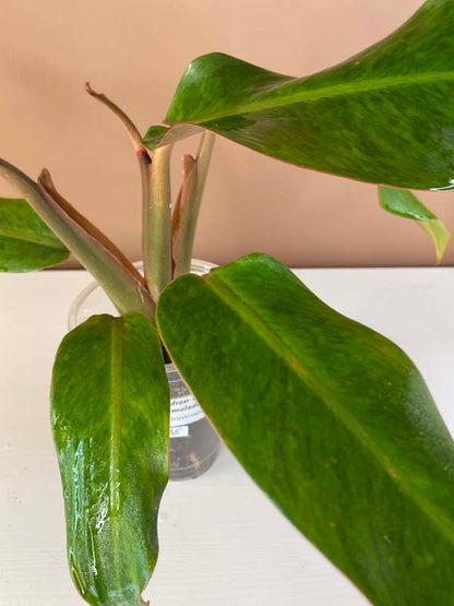 Philodendron Orange Marmalade