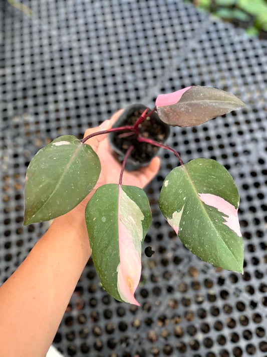 Philodendron Pink Princess Medium