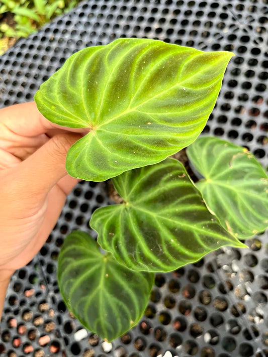 Philodendron Verrucosum