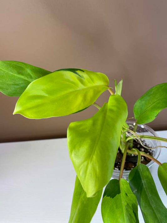 Philodendron Thai Sunrise