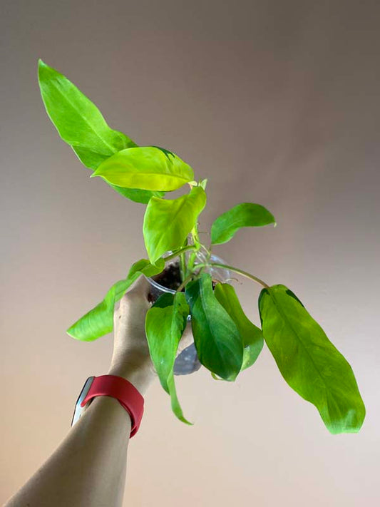 Philodendron Thai Sunrise