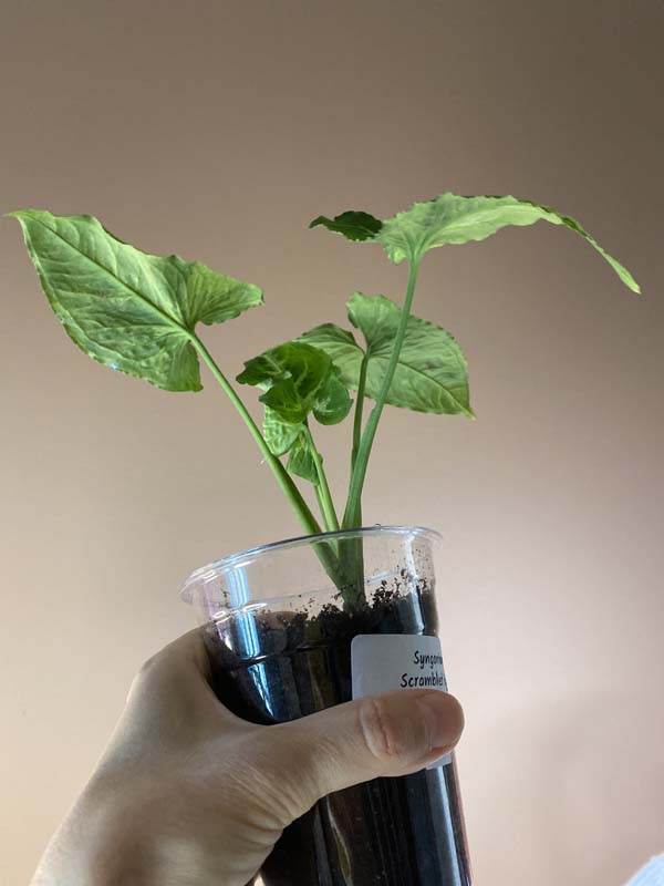 Syngonium Scrambled Eggs