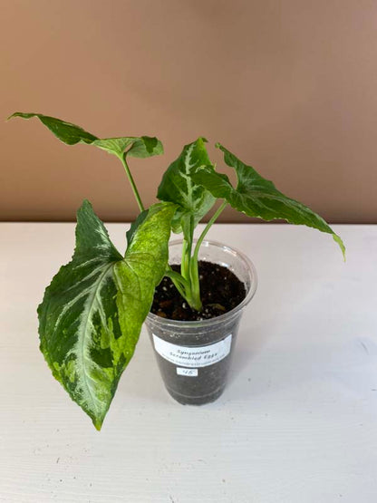 Syngonium Scrambled Eggs