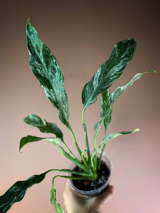 Spathiphyllum Domino Galaxy Highly Variegated