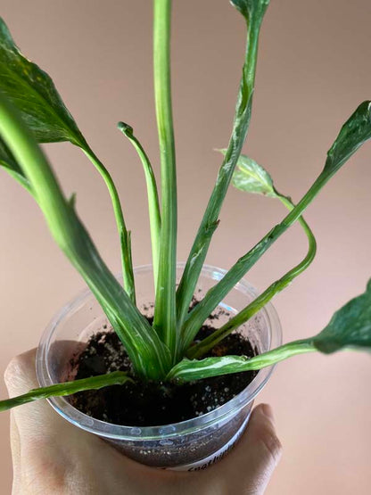 Spathiphyllum Domino Galaxy Highly Variegated