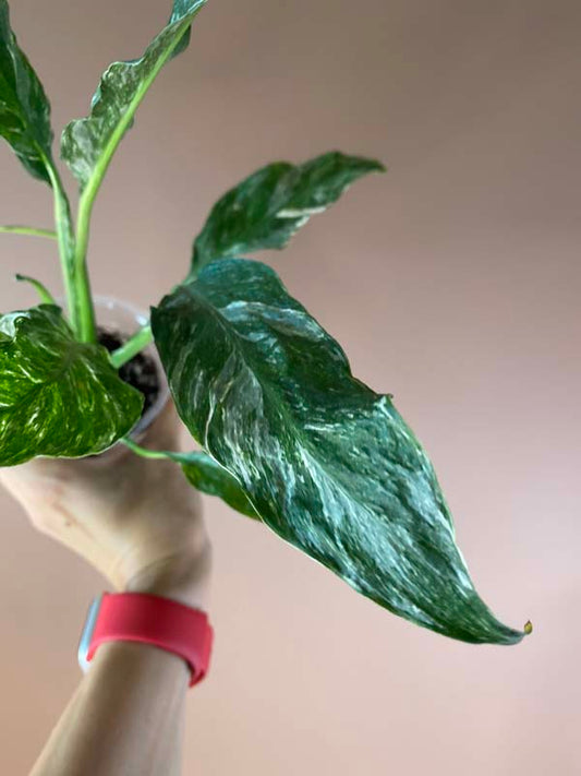 Spathiphyllum Domino Galaxy Highly Variegated