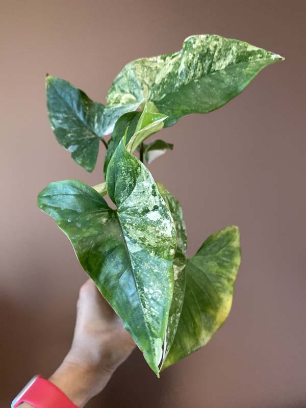 Syngonium Mint Of Sumatra (rarity)