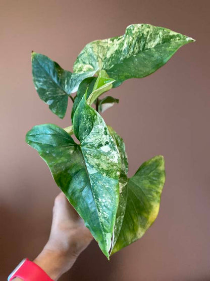 Syngonium Mint Of Sumatra (rarity)