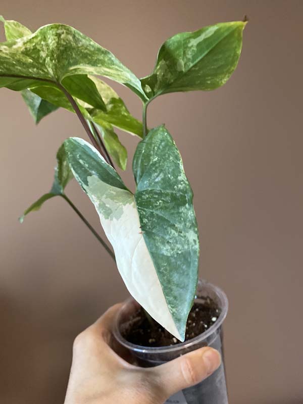 Syngonium Mint Of Sumatra (rarity)