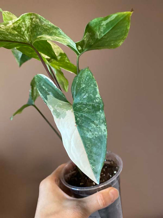 Syngonium Mint Of Sumatra (rarity)