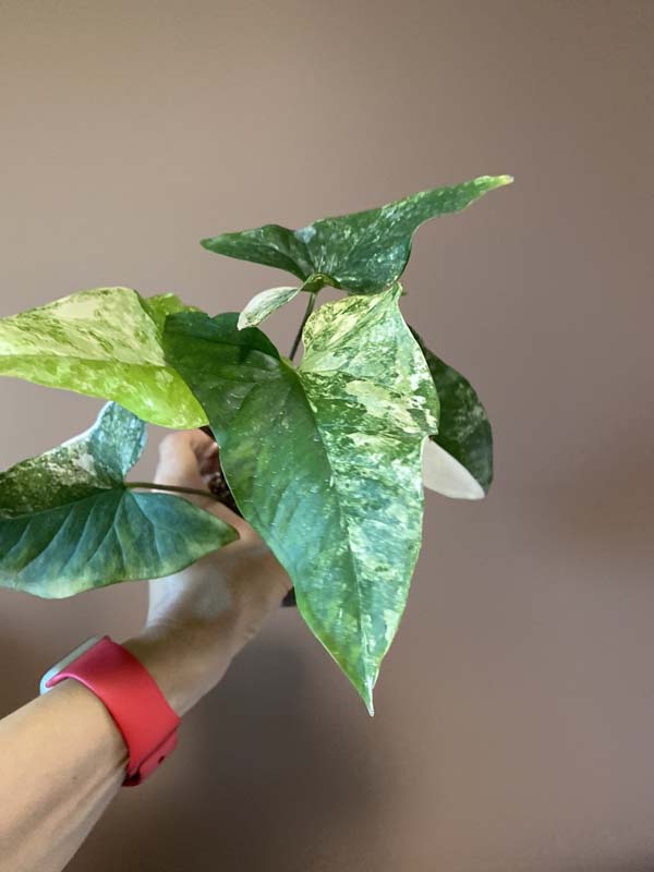 Syngonium Mint Of Sumatra (rarity)