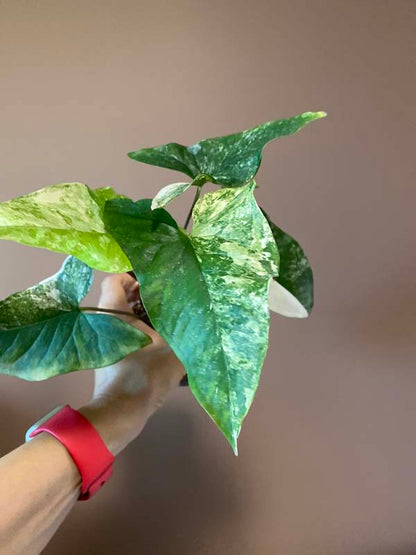 Syngonium Mint Of Sumatra (rarity)