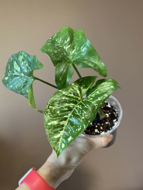 Syngonium Panda Galaxy