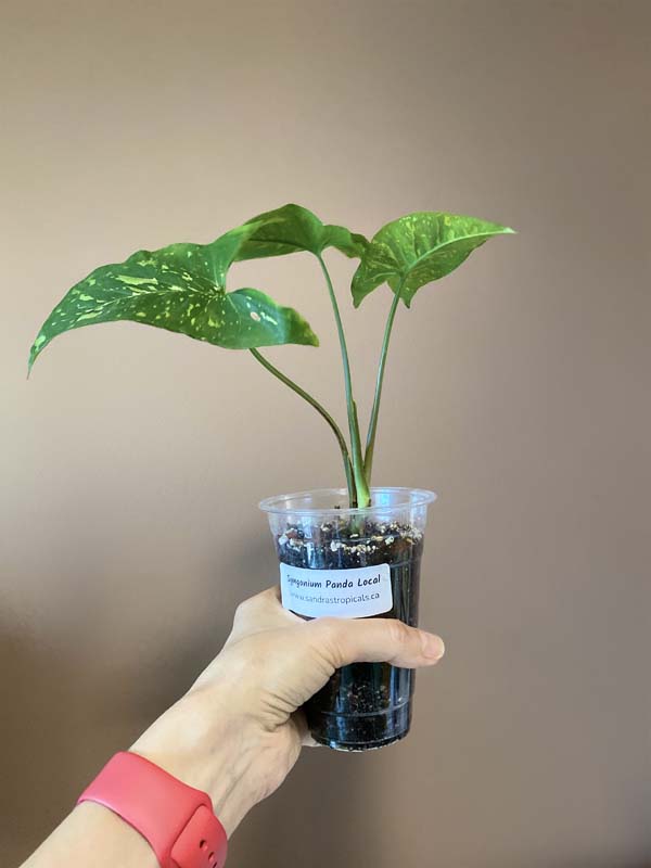 Syngonium Panda Galaxy