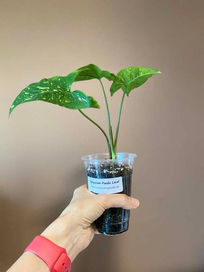 Syngonium Panda Galaxy