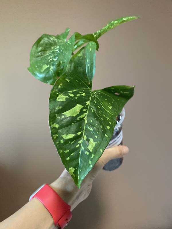 Syngonium Panda Galaxy