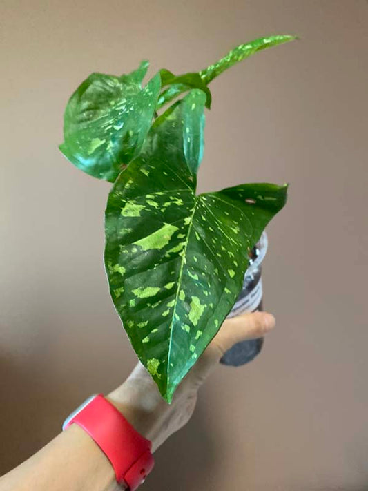 Syngonium Panda Galaxy